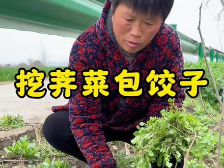 又到了吃野菜的季节了,和老妈挖荠菜包饺子,尝一口春天的味道 #挖野菜 #荠菜 #春天的味道 #农村美食 #我的乡村生活