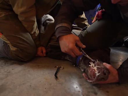 谁能拒绝在厕所看一集给狗子拔刺呢?#解压 #拔豪猪刺