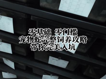 带你零基础避坑指南 #爬宠 #爬宠日常 #vlog十亿流量扶持计划 #宠物蛇 #vlog日常