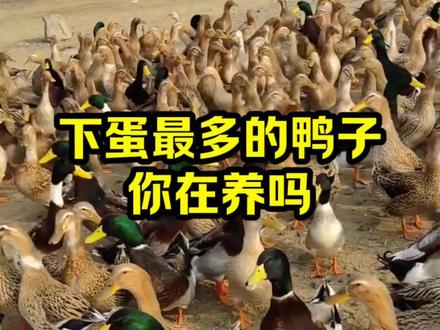 下蛋最多的鸭子,你在养吗 #抖音三农#养鸭#养殖