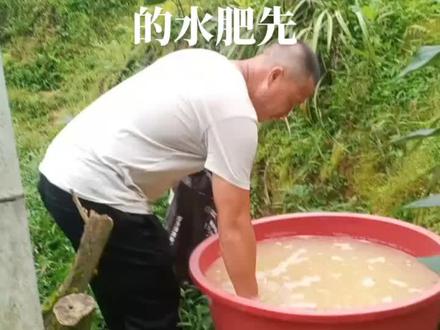 发酵的茶麸水是一种很好的杀地下虫和线虫的有机肥#记录我的农村生活点滴不喜勿喷