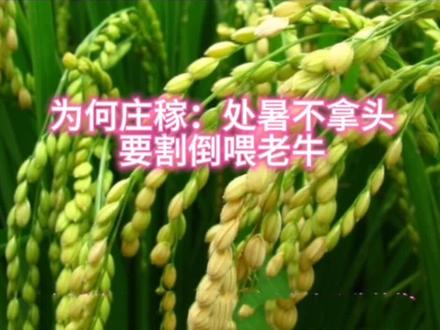 为何庄稼“处暑”不拿头,要割倒喂老牛?#新农人2022乡村振兴 #支持三农扶持三农发展 #一份耕耘一份收获 #抖音新农人 #增产增收才是硬道理 !