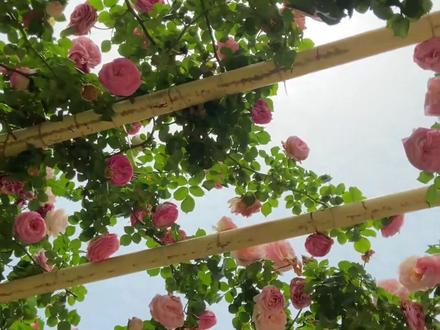 情人节的第一条祝福 我想送给最重要的你 愿你能收获心动的惊喜 也能守住细水长流的温暖 希望你的爱情如星河璀璨 既有乍见之欢的热烈 也有久处不厌的默契#情人节 #鲜花 #兮泽订花