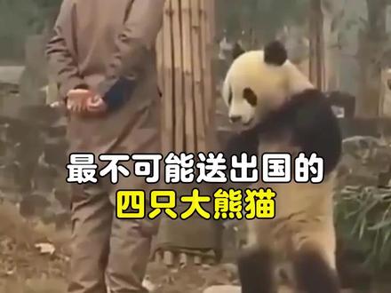 最不可能送出国的四只大熊猫,各个是顶流,而且人见人爱#熊猫