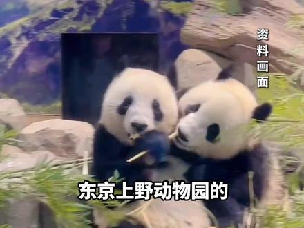 日媒称 “大熊猫可能从日本彻底消失”,最后两只在日本的熊猫龙凤胎 “晓晓” 和 “蕾蕾”明年2月回国,日本民众:非常难过,希望能继续留在日本