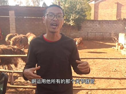 鸵鸟不吃食,消化不良,除喂药外,还要注意什么?还要注意2点