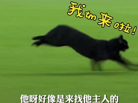 如果非要比一比!你比不过小猫咪!#足球 #猫咪