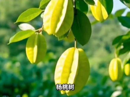 杨桃树,地球上罕见的天然出产五星果的树,请看地球之最{295)#杨桃树#地球之最#天然出产五星果@抖音小助手
