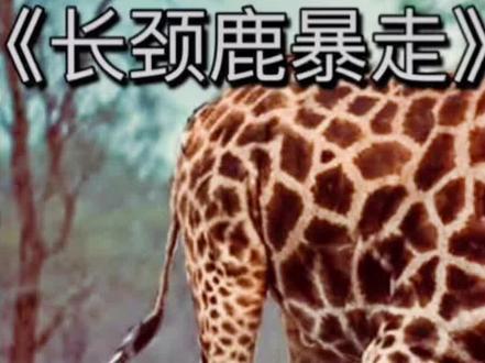 长颈鹿暴揍狮子,却一脚误伤小宝宝,导致送入狮口,悔恨一生!
#动物世界精彩解说视频来自国外合法拍摄