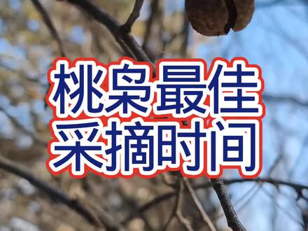 桃枭最佳采摘时间,正月初一清晨到正午,除此之外,正月摘的都是桃枭
#桃枭 #桃枭采摘 #野生桃枭 #藏锋阁手工坊