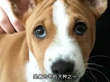 世界名犬系列——巴仙吉犬,古老的猎犬。#宠物知识 #养宠进阶指南 #神奇动物在抖音 #狗狗