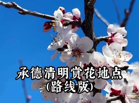 跟着小德解锁承德清明赏花地点!有详细路线版 #承德美景 #赏花 #杏花 #承德旅游攻略 #清明节