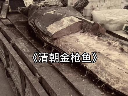 吃僵尸金枪鱼,享咸鱼人生#山东 #僵尸鱼