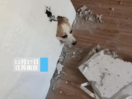 狗子3天拆家8次,主人:每天回家都害怕