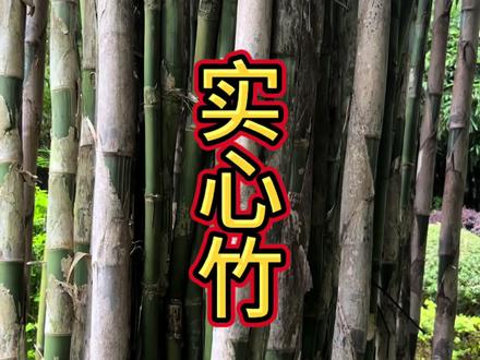 实心竹 丛生挺拔,杆直且实心的竹子你确定不种上一颗吗#实心竹#泰竹#木竹