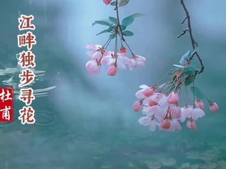 黄四娘家花满蹊,千朵万朵压枝低。
留连戏蝶时时舞,自在娇莺恰恰啼。
#诗词 #杜甫 #花 @抖音小助手 #唯美诗词 #古诗词 #传统文化