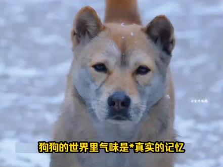 长安二十四计:怎么连狗都知道如何刀人。大黄守着将军的墓,终于等到了它的小主人#长安二十四计 #成毅谢淮安复仇六亲不认 #长安二十四计父子情好哭 #长安二十四计连大黄都有老年妆 #长安二十四计ost全明星阵容