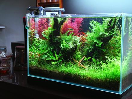 新手开缸,保姆级过程分享 造景过程、养护方法和经过长期维护后的经验分享。#鱼缸造景 #水草缸 #草缸 #草缸造景#新手开缸