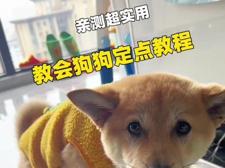亲测超实用教会狗狗定点上厕所,剪辑不易,如果对你有帮助帮忙点个小爱心…#不养狗不知道养狗的乐趣 #狗狗定点上厕所 #萌宠知识
