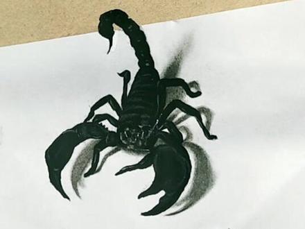 教你画3D蝎子