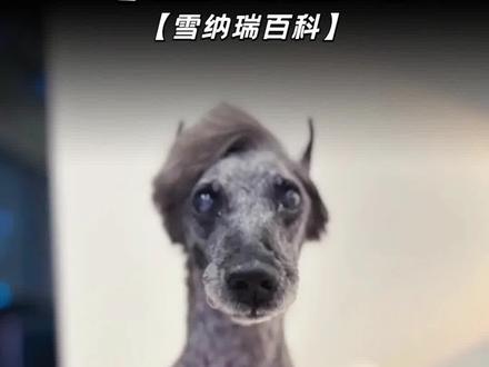 都说小雪像小老头,没想到还能变更老? #雪纳瑞 #雪纳瑞造型 #雪纳瑞知识科普 #狗狗造型 #萌宠出道计划