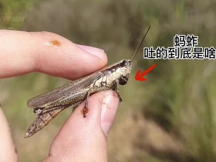 小时候抓的蚂蚱嘴里吐的褐色液体是什么?有毒吗?#好奇昆虫 #昆虫世界 #