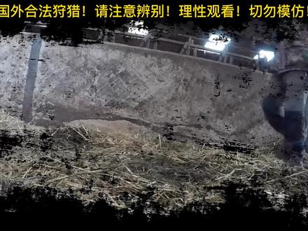 北美农场清除鸟患,弹无虚发狙击乌鸦!#国外合法狩猎 #乌鸦 #北美 #农场生活 #纪录片解说 #弹无虚发