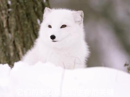 颜值天花板北极狐是怎样生活的,让我们一起来了解一下吧 #北极狐 #北极 #动物