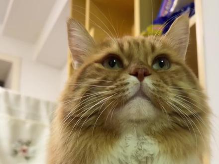 好好笑 我家猫一到想吃东西了 就立马听得懂人话了 能跟我无障碍交流了