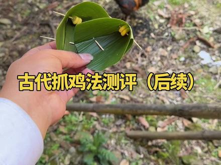 古代抓鸡法测评,后续来了