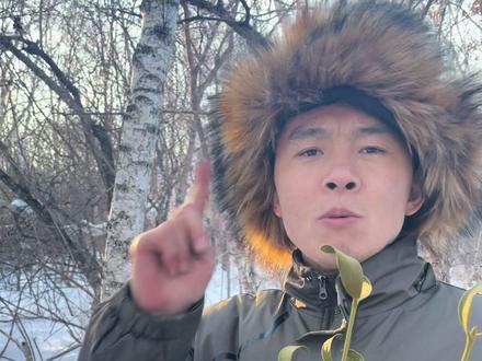 冻青也叫寄生,只有在冬天的时候才会结果!它是一味药材!#寄生 #冻青 #林区人的生活