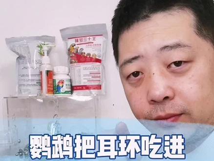 鹦鹉出来乱啃东西,把金属和塑料才进去怎么办?仔细把视频看完! #关爱动物 #手养鸟 #我要上热门感谢官方推送 #手养鹦鹉 #留个关注