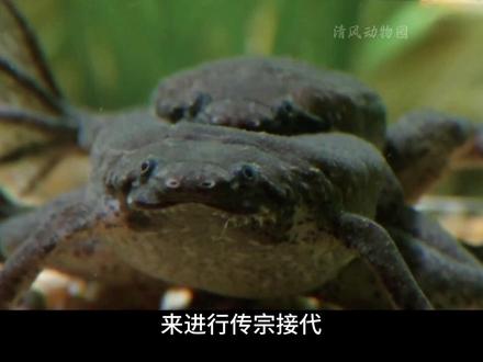 看似恐怖的育儿方式,其实是一位母亲对孩子的爱。 #动物世界 #负子蟾 #神奇动物在抖音 #动物科普 #负子蟾蜍