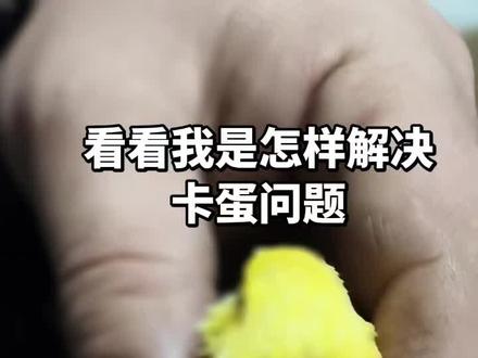 繁殖过程中,鸟卡蛋现象是经常遇到的,基本都是蛋位不正,这时就需要慢慢抚摸让蛋调整一下,找到产蛋口,我基本是用棉棒沾碘伏把产蛋口和蛋调整一致,慢慢挤压出来就可以了,注意一定要动作轻点,找准产蛋口,调整鸟蛋位置OK了