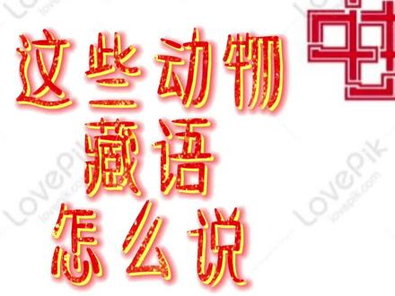 学习这些动物的藏语名