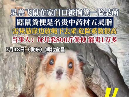 灵兽飞鼠在家门口被掏粪一脸呆萌,红白鼯鼠又称飞鼠,它的粪便是名贵中药材五灵脂。当事人:每月采800斤粪便能卖1万多,需从悬崖边放绳下去采,危险系数很高。#五灵脂#中药材#红白鼯鼠#飞鼠#粪便