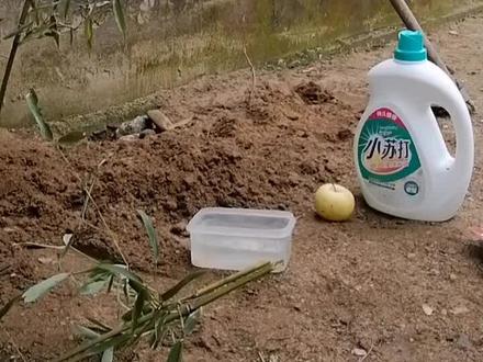 #一份耕耘一份收获 种竹子的新方法!