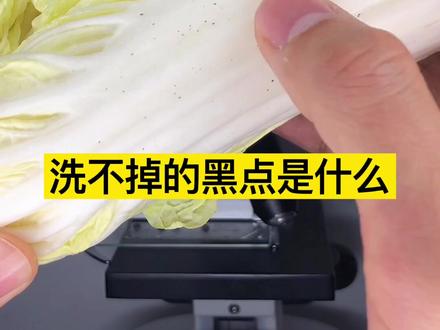 涨了黑点的白菜还能做乾隆白菜吗?#健康#乾隆白菜 #科普