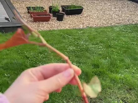 家人们呀,有人认识吗?到底是不是日本虎杖呀?如果是的话,这个房子不能要了,要找原业主赔偿,原业主存在故意隐瞒的行为🤬英国法律规定院子里如果有日本虎杖的话,买卖房子的时候卖家有义务要告知买家的,如果故意隐瞒原业主要负法律责任的,已经联系了专业的清除公司来鉴定,但由于周末不上班要等到下周一才能有回复🥵#谁知道这是什么 #日本虎杖 #求助广大网友#抖音小助手