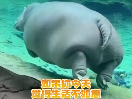 所以河马的出现是为了弥补河里没马的遗憾吗#河马 #大自然