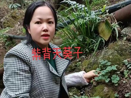 今天给家人们分享的这个植物叫、千年老鼠屎、
紫背天葵、天葵根、天葵草、千年老鼠屎、金耗子屎、散血球……#大山里的原生态 #野生药材 抖音正能量#感谢官方推送正能量