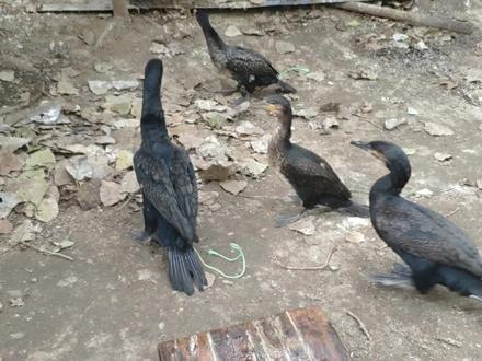 鱼鹰吃鱼有多厉害,20条大鱼放在鱼鹰面前1分钟吃光,太能吃了