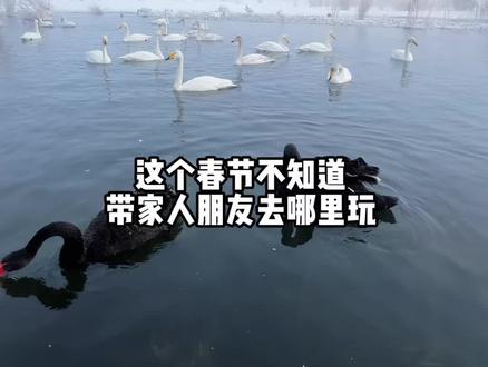 寒假和春节就来玛纳斯湿地公园看天鹅,门票10元,参加超多春节活动吧!#玛纳斯湿地公园 #旅游 #春节快乐的n种方式 #春节心动之旅 #春节去哪玩