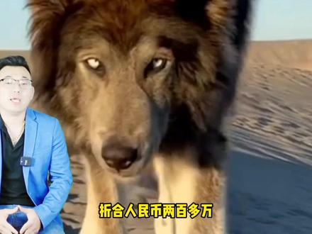 36万美元的蓝湾牧羊犬,德牧与北美灰狼后代,国内为什么没犬舍繁殖