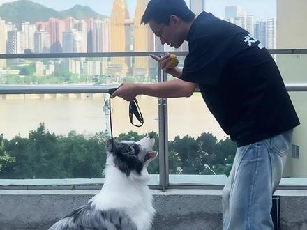 听口令叫 狗狗互动性超高的科目,只需要零食就可以学习#训犬 #重庆训犬#训犬师#训犬教程 #训犬学校