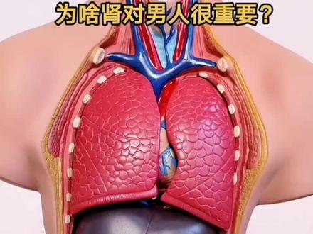讲解《五脏六腑》