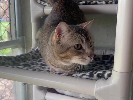 雀猫,中华田园猫家族里bug级别的猫咪 #雀猫 #中华田园猫 #猫咪 #宠物科普 #宠物知识