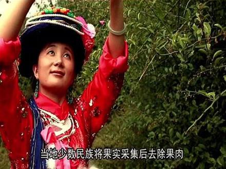 泸沽湖畔#摩梭人 家中必备的珍品--青刺果油。@企业号小助手