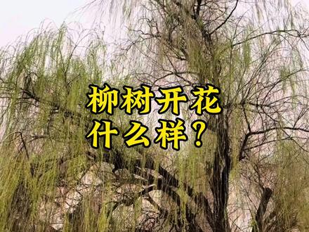 柳树开花什么样?#柳树开花 #植物科普 #一日一植物 #了解更多植物 #感受大自然的气息和美景