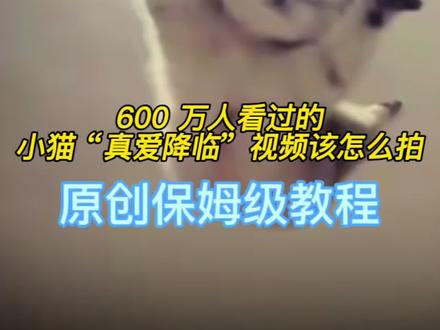 600 多万人看过的小猫真爱降临视频,教程来了#馒头#真爱降临#教程 #萌宠出道计划